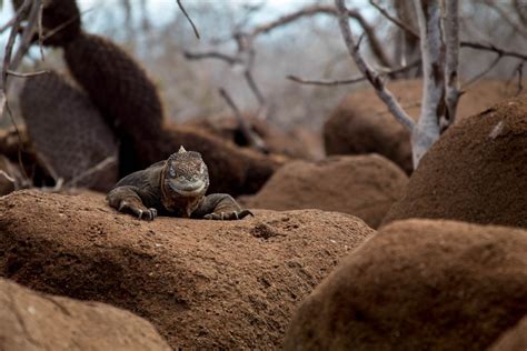 Iguana Soaking In The Sun Smithsonian Photo Contest Smithsonian