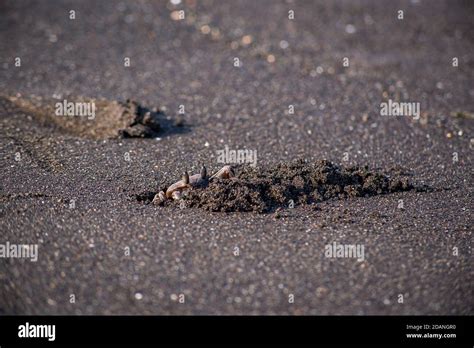 Crab Digging A Hole At The Beach Stock Photo Alamy