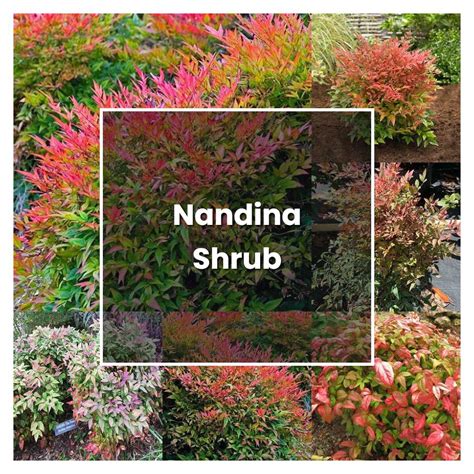 How To Grow Nandina Shrub Plant Care And Tips Norwichgardener