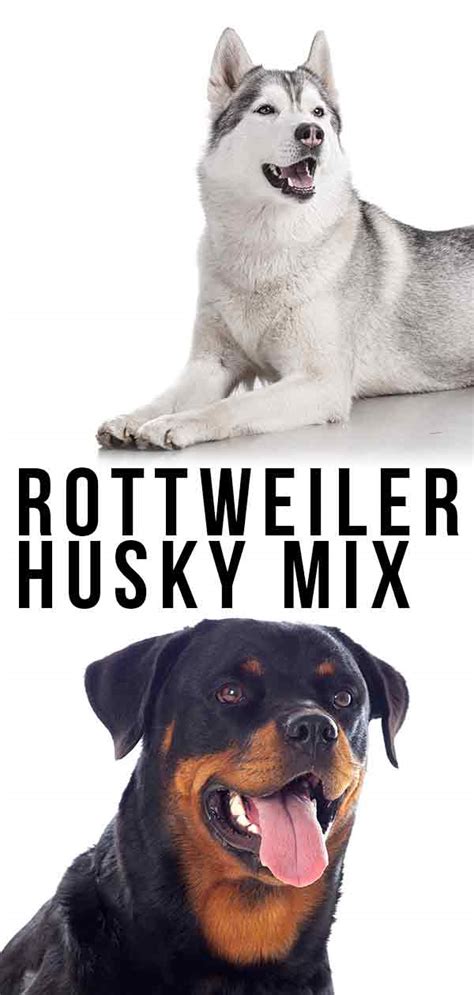 The eye problems noted by the siberian husky club of america are juvenile cataracts. Rottweiler Husky Mix: Could the Rottsky Be Your New Pup?