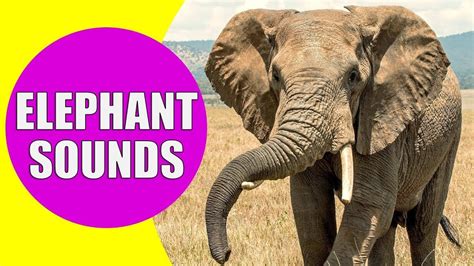 Elephant Sounds For Kids Learn Trumpeting Rumbling And Roaring Sound