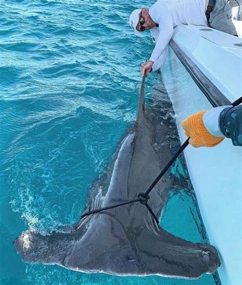 Greg Norman Catches Massive Hammerhead Shark For The Win