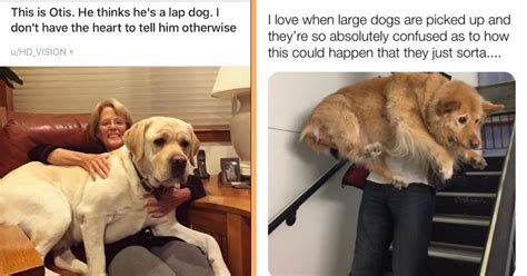 25 Big Hearted Memes For Large Dog Moms And Dads Animal Comedy