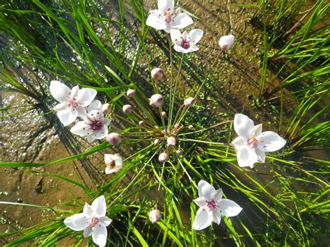 Butomus Alba White Flowering Rush Devon Pond Plants