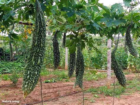 How To Grow Bitter Melon Growing Bitter Gourd Momordica Charantia Naturebring