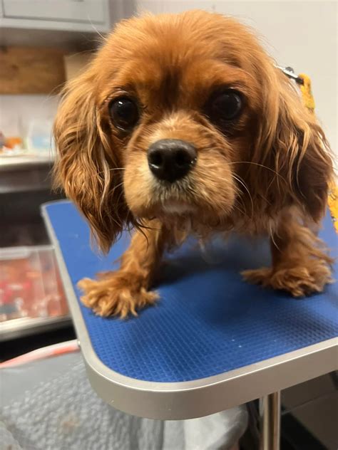 FREEdom Tails Ohio