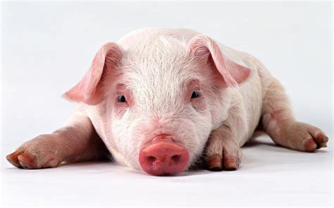 Share the best gifs now >>>. Cute Pig Wallpapers - Wallpaper Cave