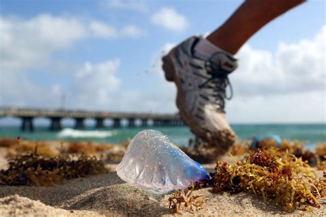 The Stinging Portuguese Man Of War Turns Up On South Florida Beaches