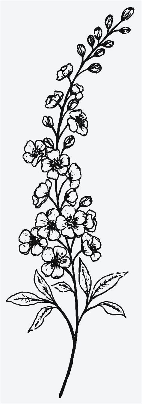July Birth Flower Drawing Puissant Bloggers Pictures