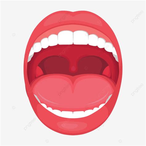 Anatomy Human Open Mouth Medical Illustration Palate Tongue Health
