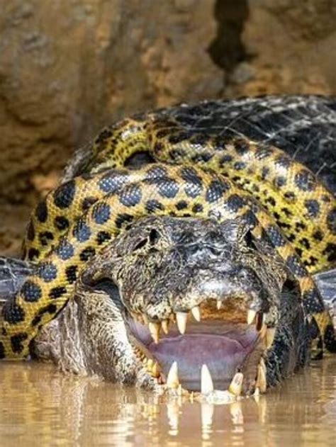 Anaconda And Alligator Survival Fight Goes Viral Interesting Fact