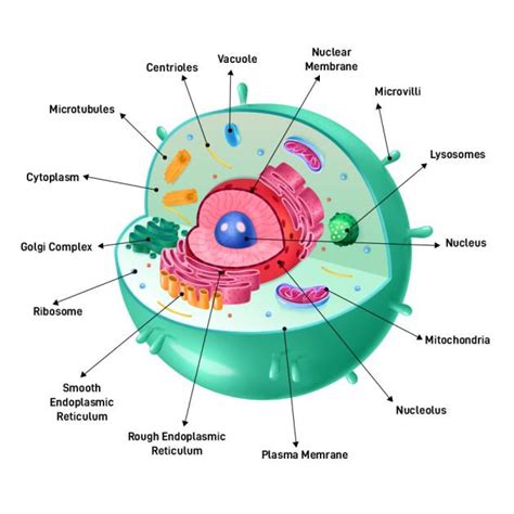 The Animal Cell Structure Cbse Class Notes Online Classnotes123