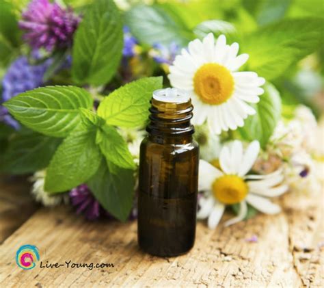 6 Powerful Healing Essential Oils Live Young Lou Ann Donovan