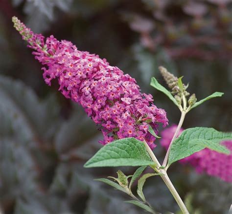 Buddleia Davidii Miss Ruby Kings Garden Center