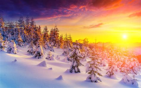 Sunset In Winter Landscape Snow Tree Trees Snowdrops Picture Wallpaper