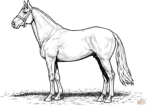 Draft Horse Coloring Pages At Getdrawings Free Download Quarter Horse
