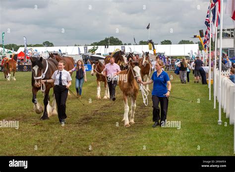 Heavy Horses In The Show Ring At The Royal Cheshire Agricultural Show