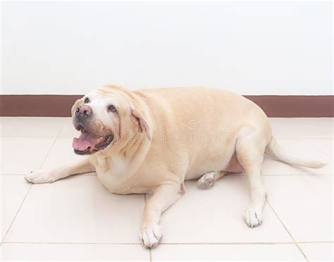 Fat Labrador Retriever 15 Ways To Help Your Labrador Stay Slim Maybe