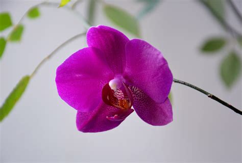 3840x2160 Wallpaper Pink Moth Orchid Peakpx