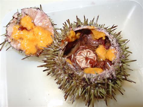 Green Sea Urchin Aquaculture Center For Cooperative Aquaculture