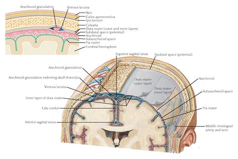 Schematic Of The Meninges And Their Relationships To The Brain And