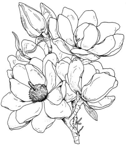 Jun 28, 2004 · a woman who posses the strength of steel, yet the gentleness of a magnolia. MAGNOLIA.jpg | clip art | Pinterest | Flower Outline ...