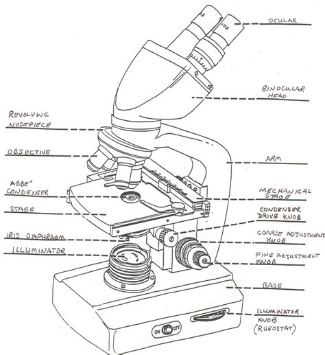 Lista Imagen Draw And Label A Compound Microscope Alta Definición Completa k k