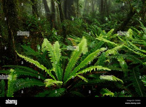 Rain Forest Ferns And Trees In Green Whataroa West Coast South Island