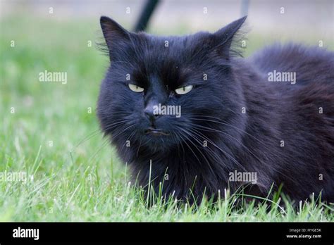 Cat Prowling Domestic Hi Res Stock Photography And Images Alamy