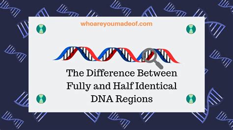 The Difference Between Fully And Half Identical Dna Regions Who Are