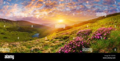 Pink Mountain Flowers Hi Res Stock Photography And Images Alamy