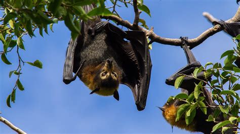 Giant Bats Spectacled Flying Foxes High Definition Youtube
