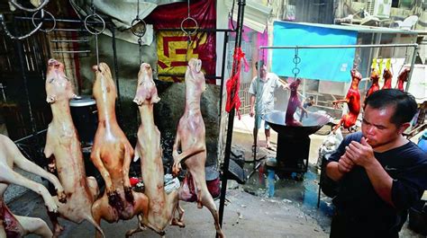 China City Holds Dog Meat Eating Festival Despite Protests