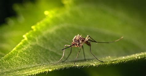 Repelentes De Mosquitos Caseros Que Mantendr N A Estos Insectos