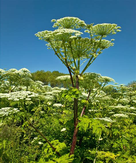 The Uk Is Being Gripped By A Giant Hogweed Infestation Gardeningetc