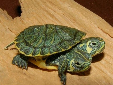 Browse a large selection of yellow photo frames and wall frames for sale, including a variety of poster frames, shadow boxes and collage picture frames. Two Headed Yellow Bellied Slider for sale from The Turtle ...