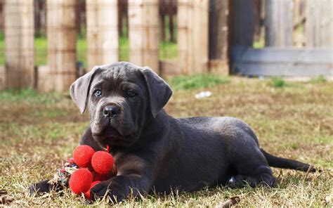 Cane corso information including personality, history, grooming, pictures, videos, and the akc breed standard. 88+ Cane Corso Puppies For Sale In Texas Craigslist ...