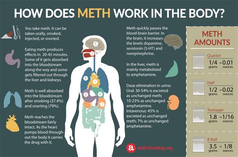 Meth Metabolism In The Body How Meth Affects The Brain Infographic