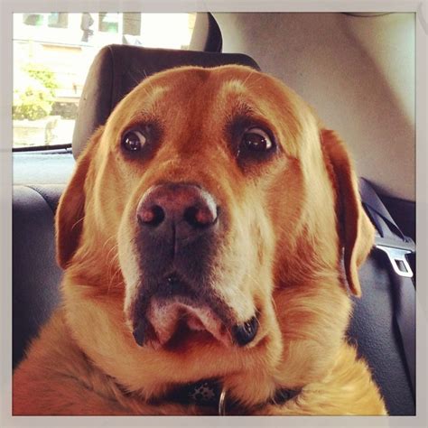 Eyes Surprise Dog Pics Face Lab Surprised Dog Labrador Labrador