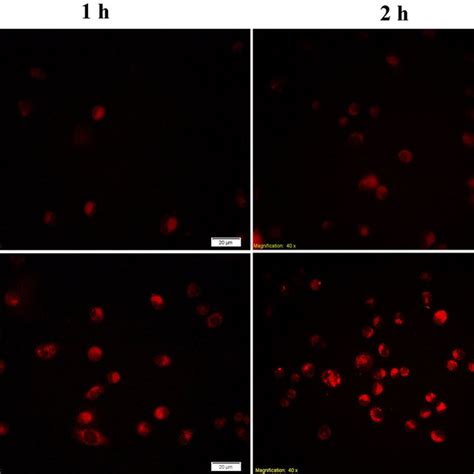 In Vitro Cellular Uptake In Ht 29 Cells Treated With Rhob Labeled Nps