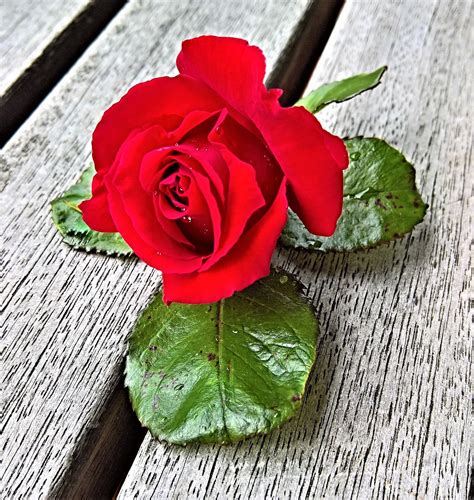 Flor Rosa Floribunda Rojo Foto Gratis En Pixabay