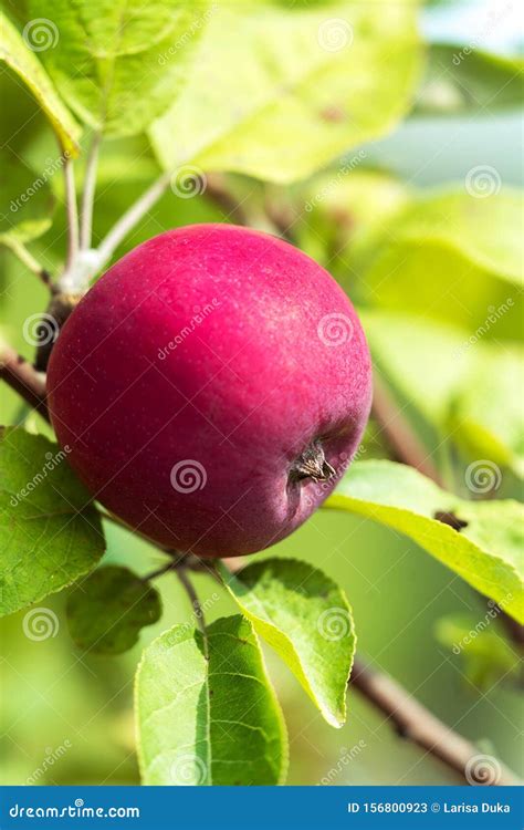 Ripe Apple Fruits Growing On The Tree Summer Time Stock Image Image