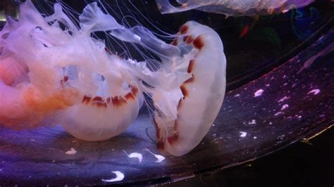 Free Images Jellyfish Invertebrate Medusa Aquarium Malaysia