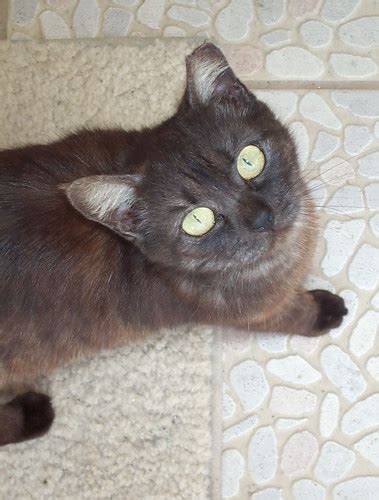 They view it as a slight on the animal's natural beauty. Ear Tipping Feral Cats - Love Meow