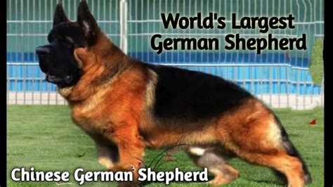 Worlds Largest And Biggest German Shepherd Long Coat Kci Registered