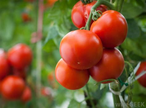 What Are The Different Tomato Plant Diseases With Pictures