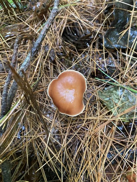 Common Gilled Mushrooms And Allies From Nashville In Us On August