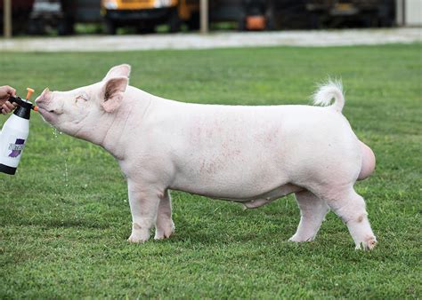 4th class 4 hamp boar. Stair Master - Southern Gold Sires