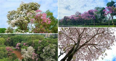 Spore Sakura Trumpet Trees Are In Full Bloom This Late March Heres