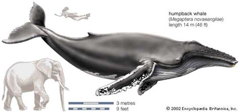 When alarmed by enemies such as killer whales, or. 73263-004-BC118743.jpg
